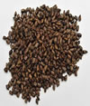 nigeria cassia tora seed from turraco