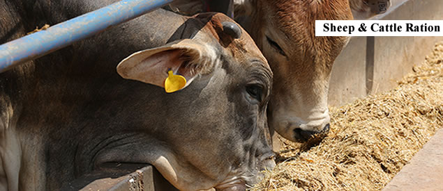 buy cattle, sheep and goat ration in nigeria