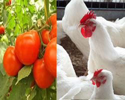 find and buy agro-chemicals in nigeria and africa