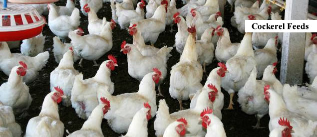 buy cockerel feed in nigeria and africa
