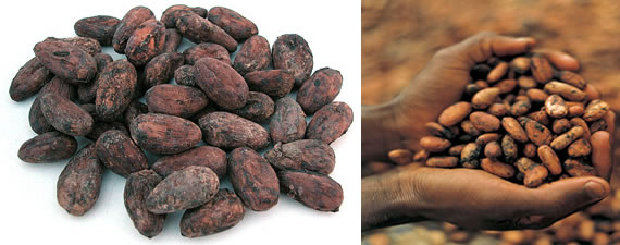 find and buy cocoa beans in nigeria