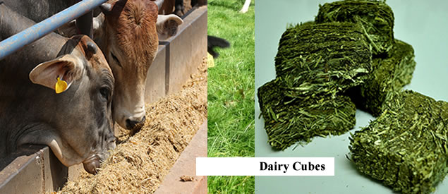 buy dairy, horse and pony cubes in nigeria