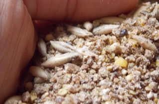 duck feed nigeria