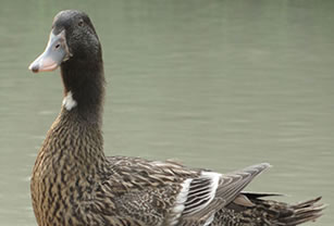 duck feed nigeria