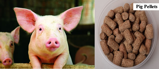 find and buy pig pellets in nigeria for creep, weaner, fattener and breeder